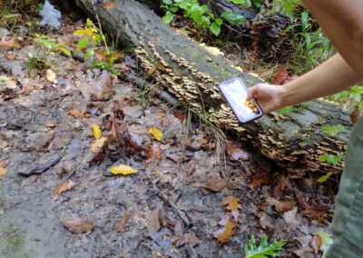 A woman bends down to take a photo with her phone of the fungi on the log below her. There is greenery and plants in the background. She has sandles on her feet.