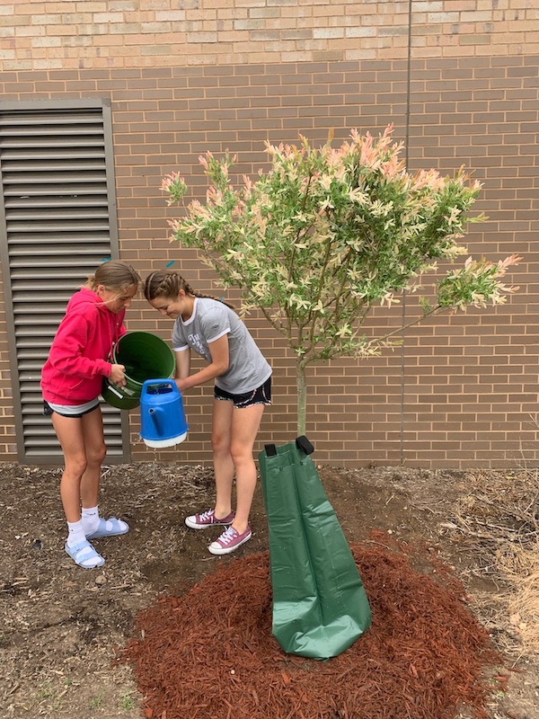 Two Maltby 6th grade students pour water from a bucket into a watering can. They are standing next to a newly planted tree with a green water bag.