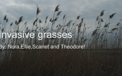 Invasive Grasses Removal