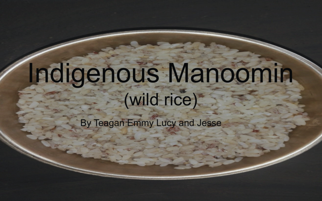 Indigenous Manoomin (wild rice)