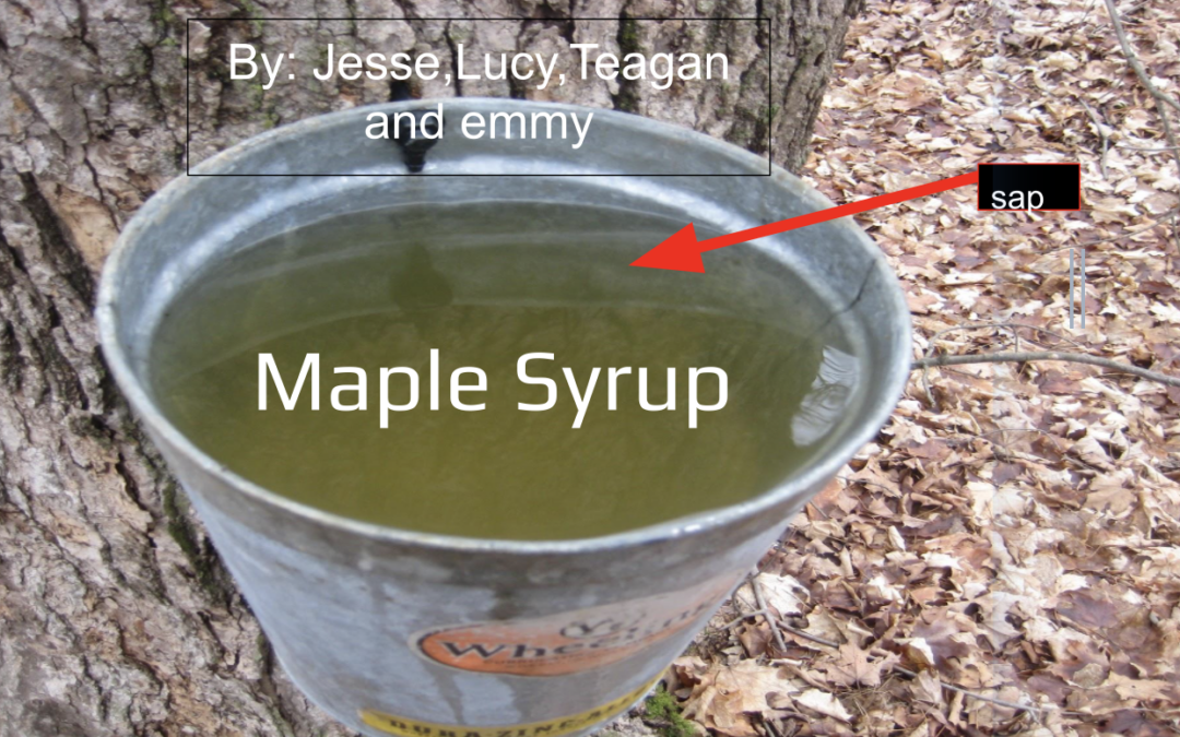 Maple Syrup