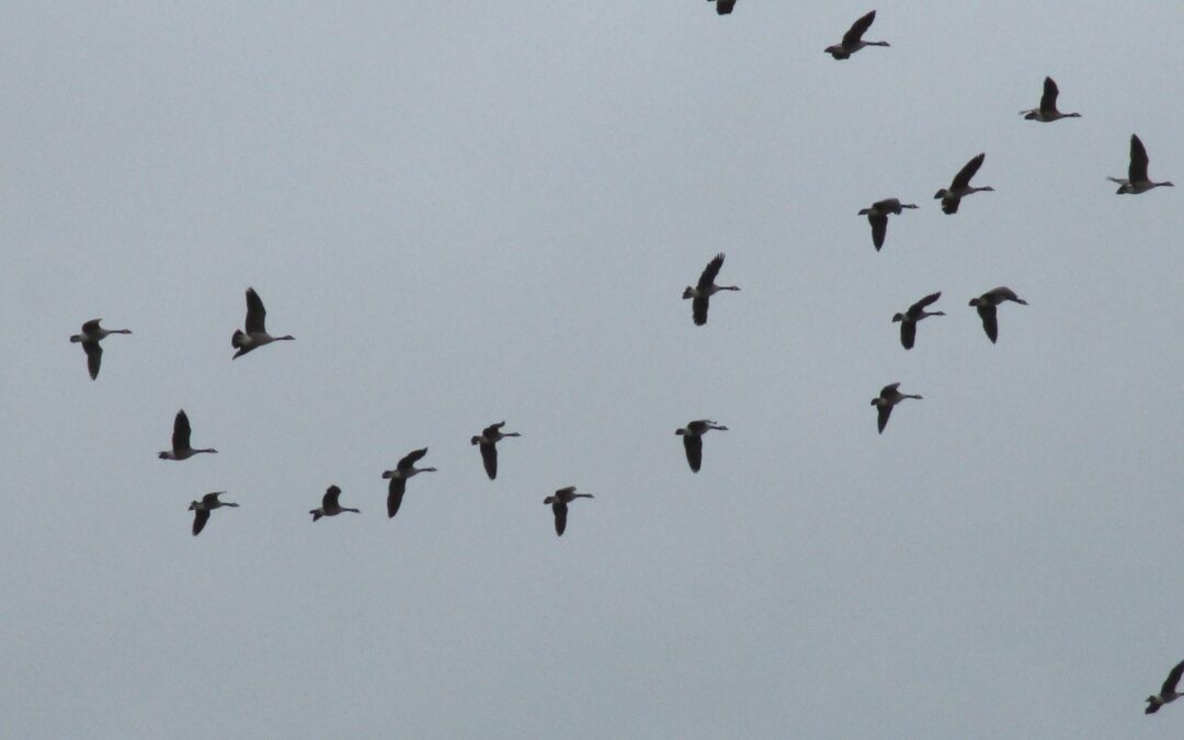 A flock of 21 birds flying across a grey sky