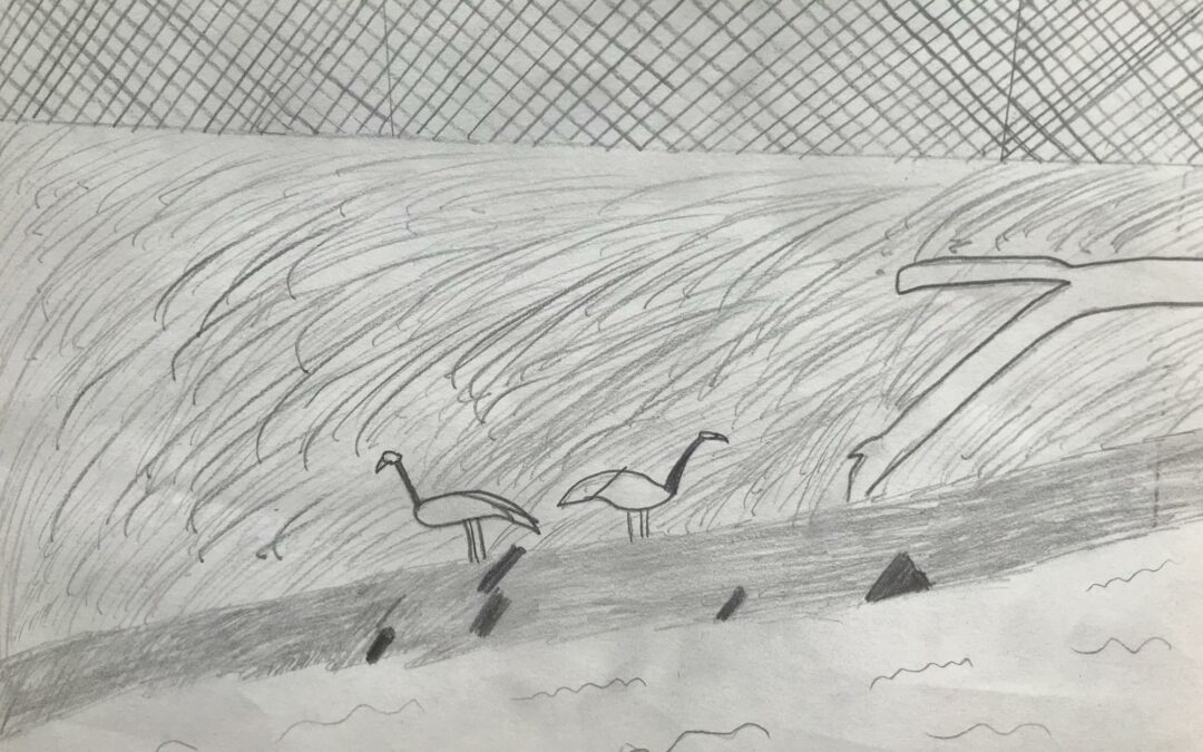 Black and white drawing of a tree of two geese on Belle Isle, with a chainlink fence in the background