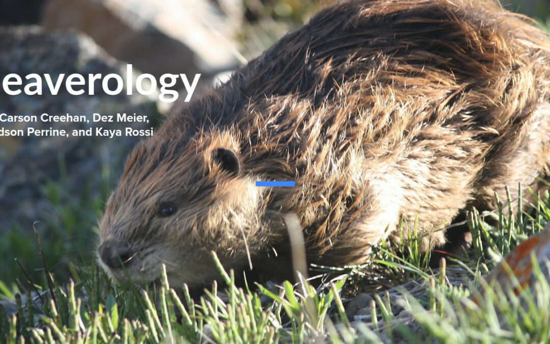 First slide of a presentation titled "Beaverology"