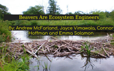 Beavers are Ecosystem Engineers