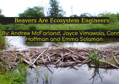 First slide of a presentation titled "Beavers are Ecosystem Engineers"