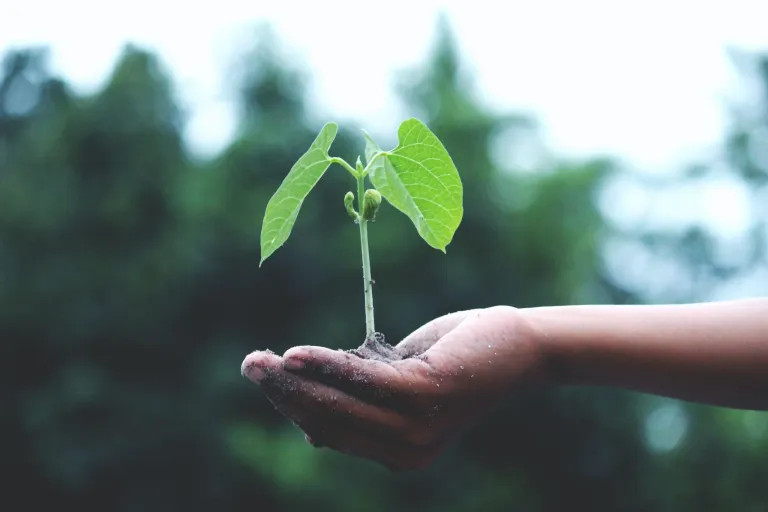 Photo of a sprouting plant in an outstretched hand
